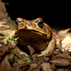 The cane toad (Rhinella marinus) is one of many species that the 2017 hurricane season’s floodwaters could have spread to new habitats.